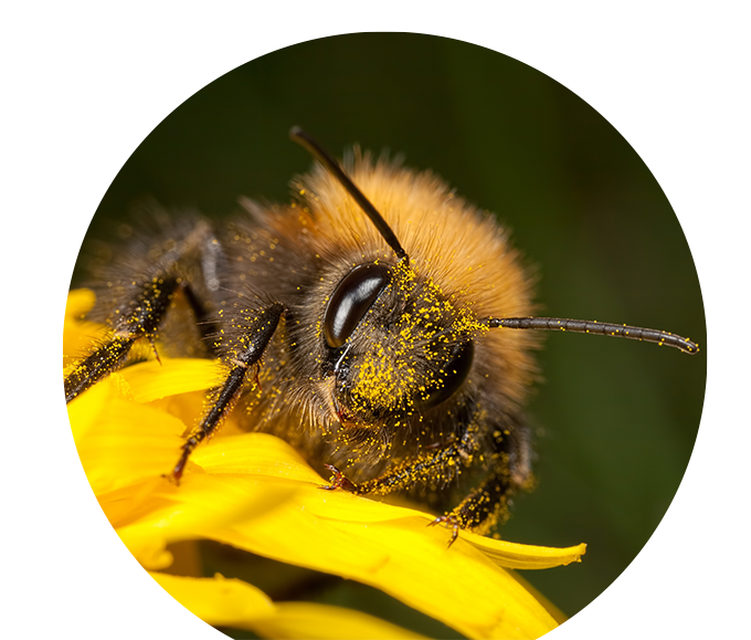 themenwelt bubble titel bienen fuetter 680x579